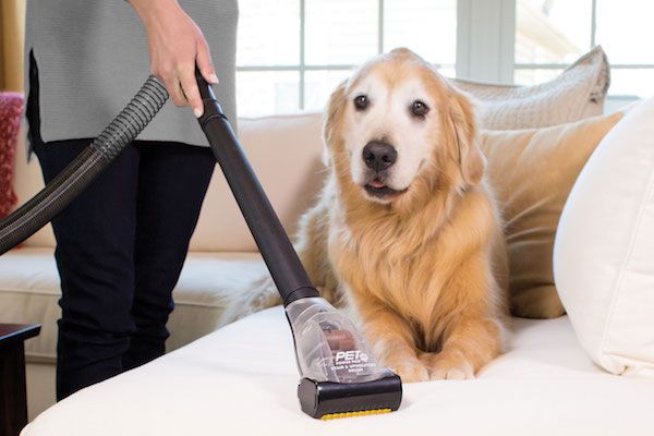 5 Tips For Keeping Your House Or Office Clean With Pets