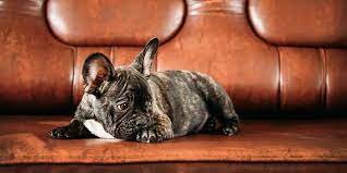 Pet owners need to know the essential pet cleaning products.
