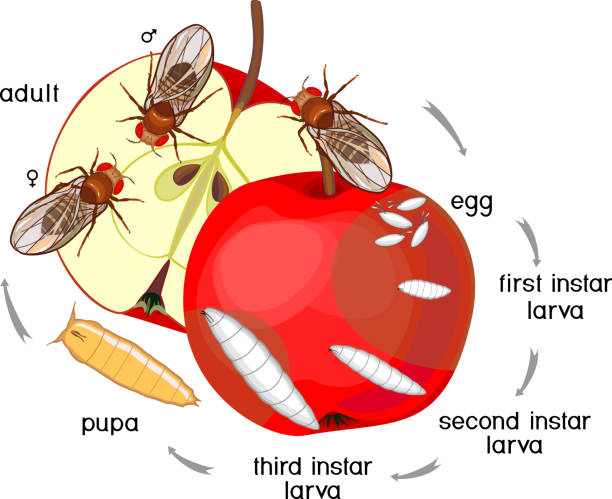 How to eliminate fruit flies around the home – ways to get rid of the insects rapidly